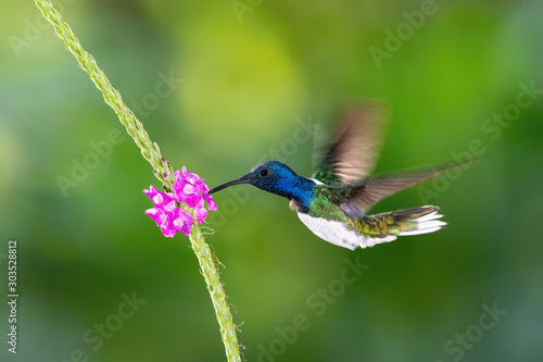 The hummingbird is soaring and drinking the nectar from the beautiful flower in the rain forest environment. Flying White-necked jacobin, florisuga mellivora mellivora with nice colorful background.