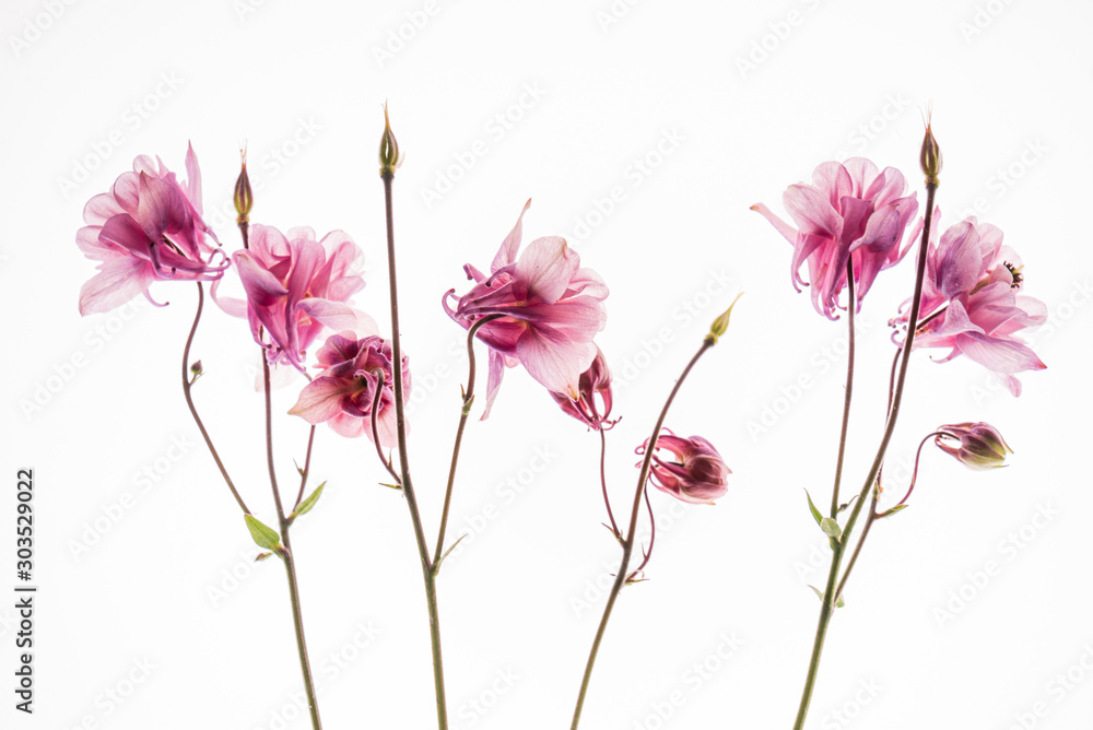 aquilegia flower on the white background