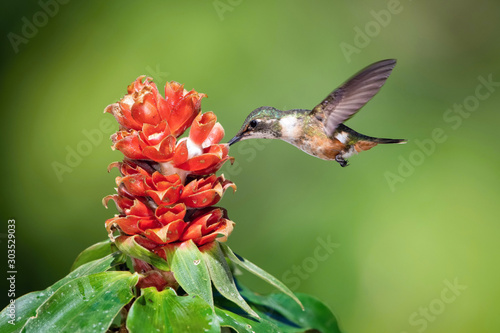 Calliphlox bryantae, Magenta-throated woodstar The Hummingbird is hovering and drinking the nectar from the beautiful flower in the rain forest. Nice colorful background... photo