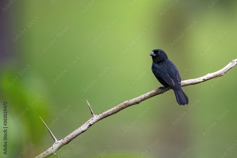 Φωτογραφία Volatinia jacarina, Blue-black grassquit The bird is perched on the branch in nice wildlife natural environment of Costa Rica