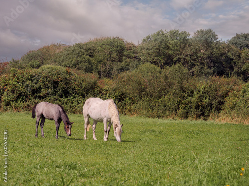Two horses in a green field grazing grass.
