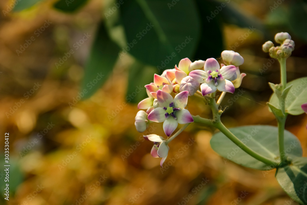 Fotografie White color flower on tree branch