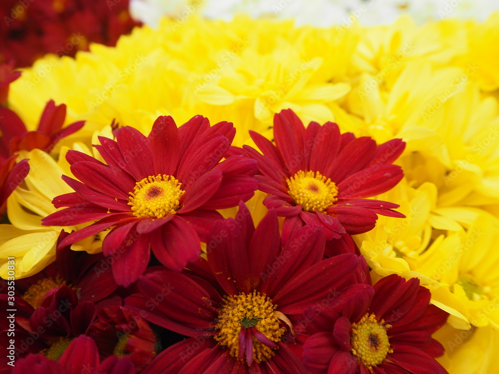 Chrysanthèmes jaunes rouges, Chrysanthemum Chrysanthèmes jaunes rouges, Chrysanthemum