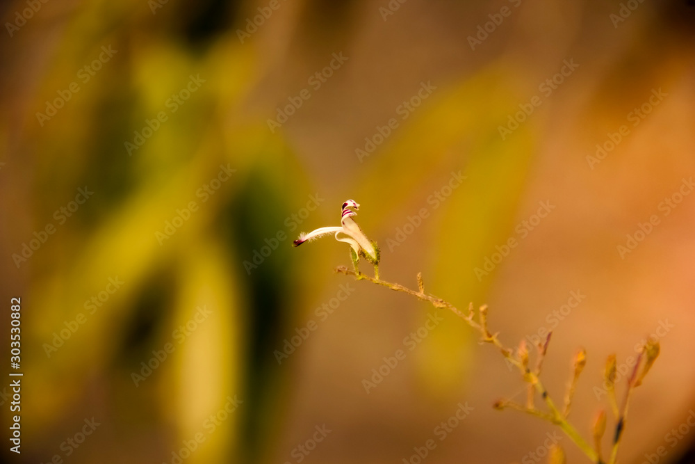 Fotografie White color flower on tree branch