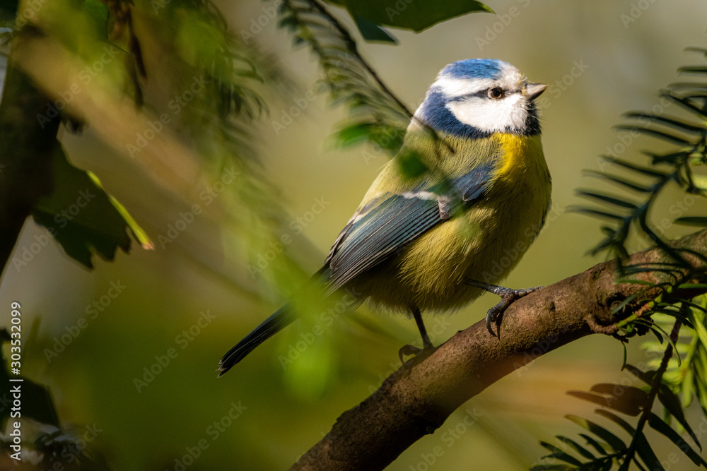 Fototapeta premium blue tit on a branch