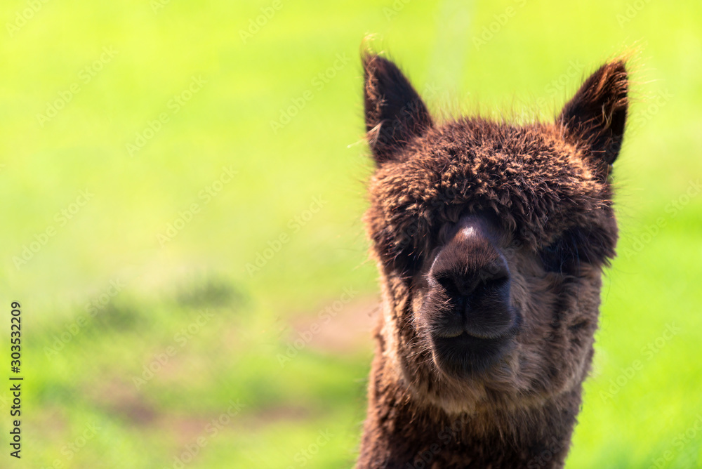 Australian llama grazing on a farm