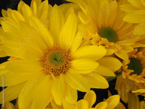 Chrysanth  mes jaunes  Chrysanthemum