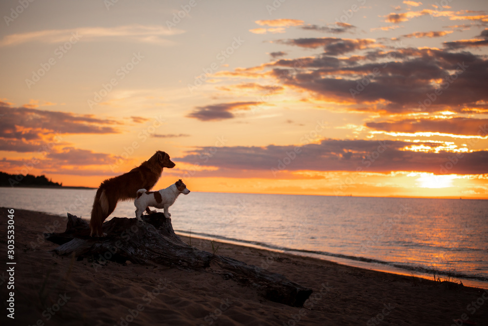 Φωτογραφία Two dogs stand on a log against the backdrop of sunset at sea
