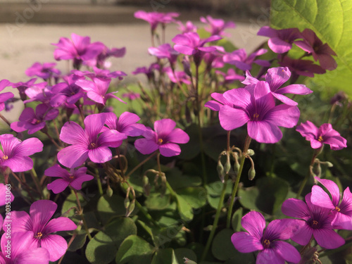 カタバミの花
