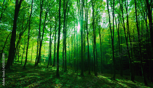 Sunlight in green forest