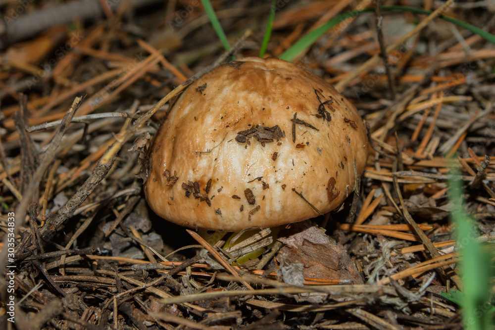 Mushroom Suillus luteus or Slippery jack. Mushroom suillus luteus in dry pine needles closeup. Soft selective focus. Mushroom Suillus luteus or Slippery jack. Mushroom suillus luteus in dry pine needles closeup. Soft selective focus.