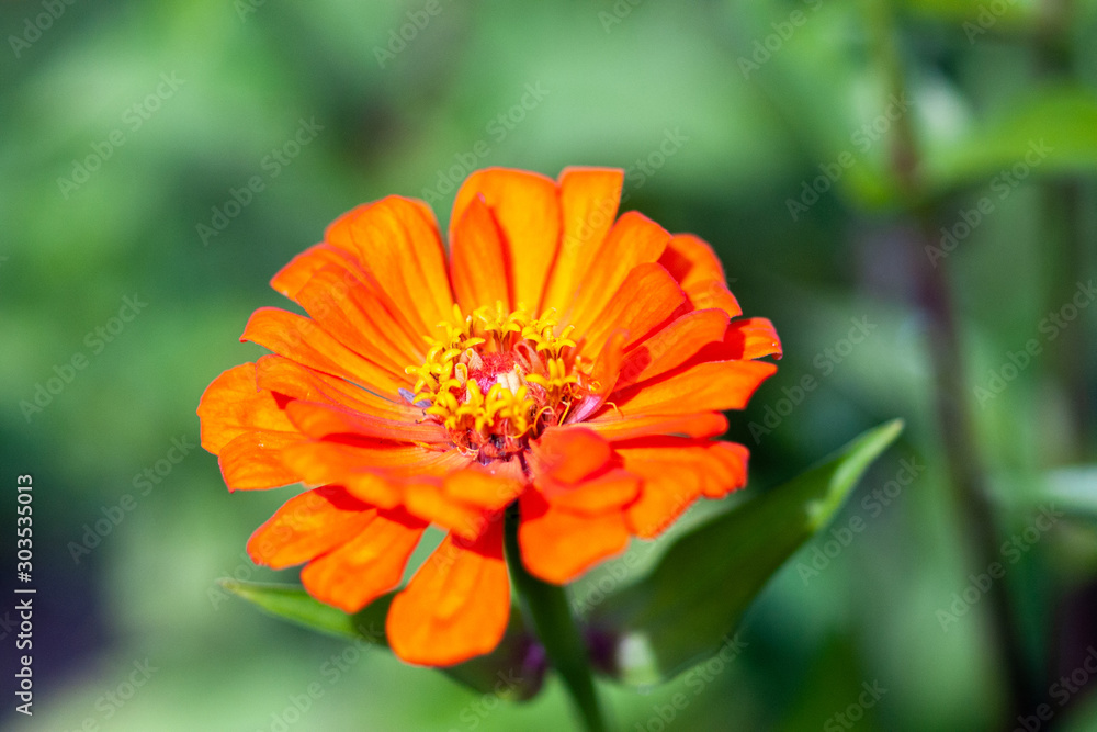 Yellow Zinnia flower. Close-up on a green background. Selective focus Yellow Zinnia flower. Close-up on a green background. Selective focus