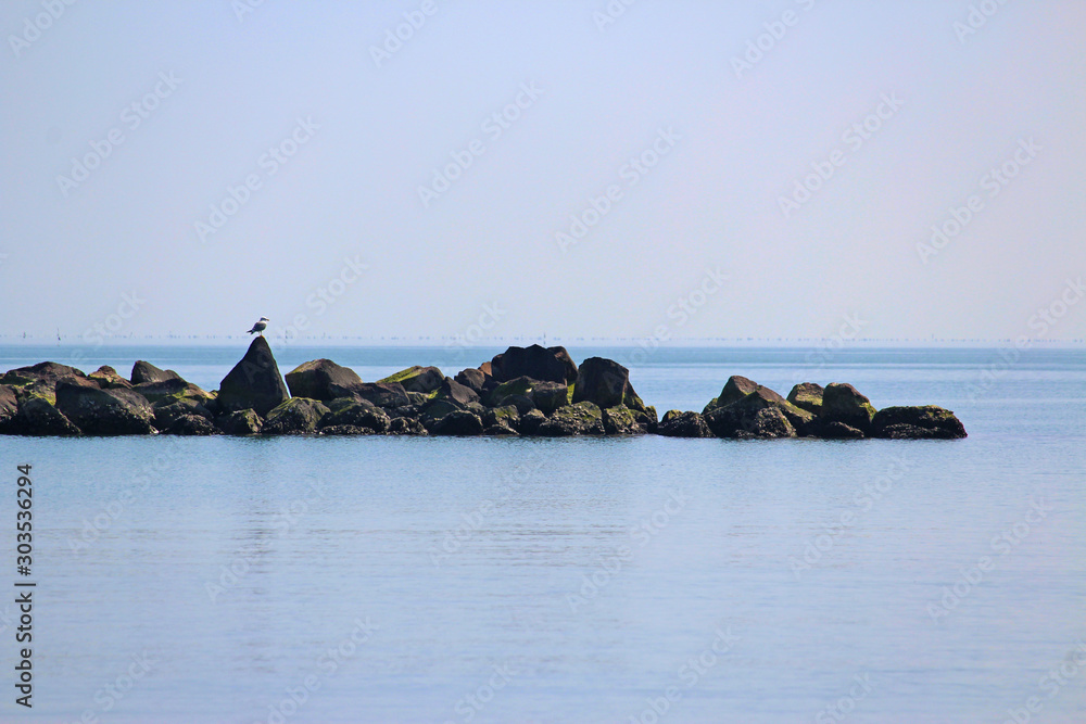 sea landscape with seagull