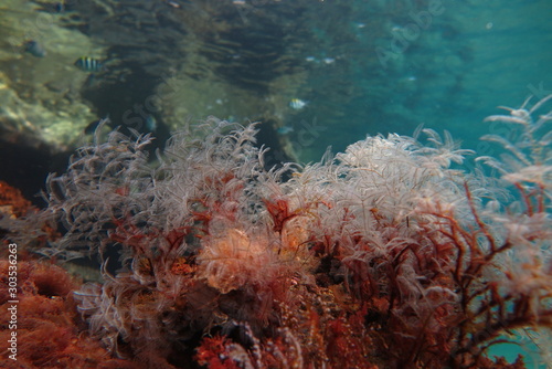 sea