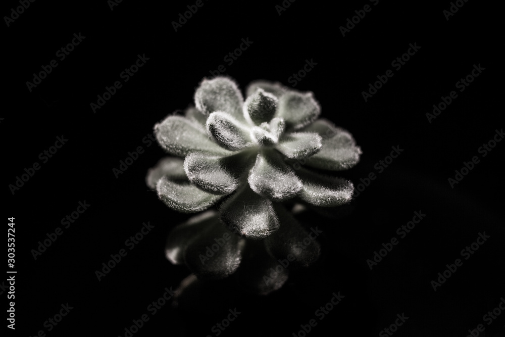 Succulents cactus in a desert botanical garden. Succulents. Cactus for decoration. Closeup of a succulent cactus plant. Cactus on a blak background. Succulents cactus in a desert botanical garden. Succulents. Cactus for decoration. Closeup of a succulent cactus plant. Cactus on a blak background.