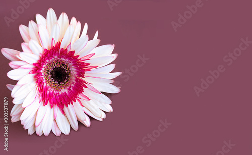 The flower of gerbera on the colored background