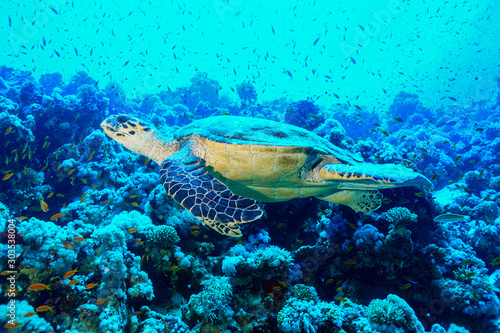 Sea Turtle at the Red Sea, Egypt © Mina Ryad
