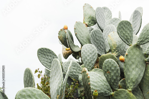 green prickly pear cactus with spikes in italy photo