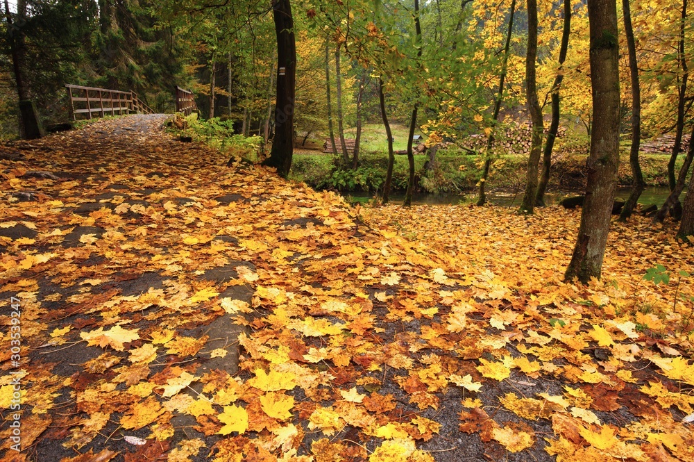 Autumn road with leaves Autumn road with leaves