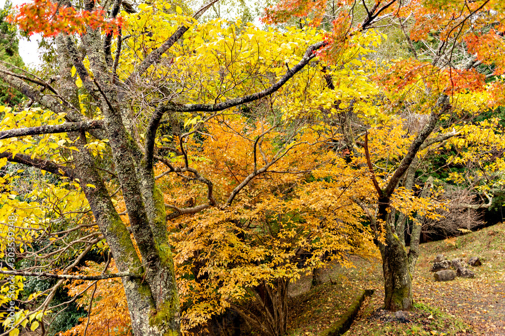 Autumn color at Choan-ji temple in Fukuchiyama city, Kyoto prefecture, Japan Autumn color at Choan-ji temple in Fukuchiyama city, Kyoto prefecture, Japan