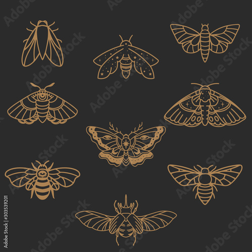 Insects icon set butterfly, fly, moth, skarab in minimalist style photo