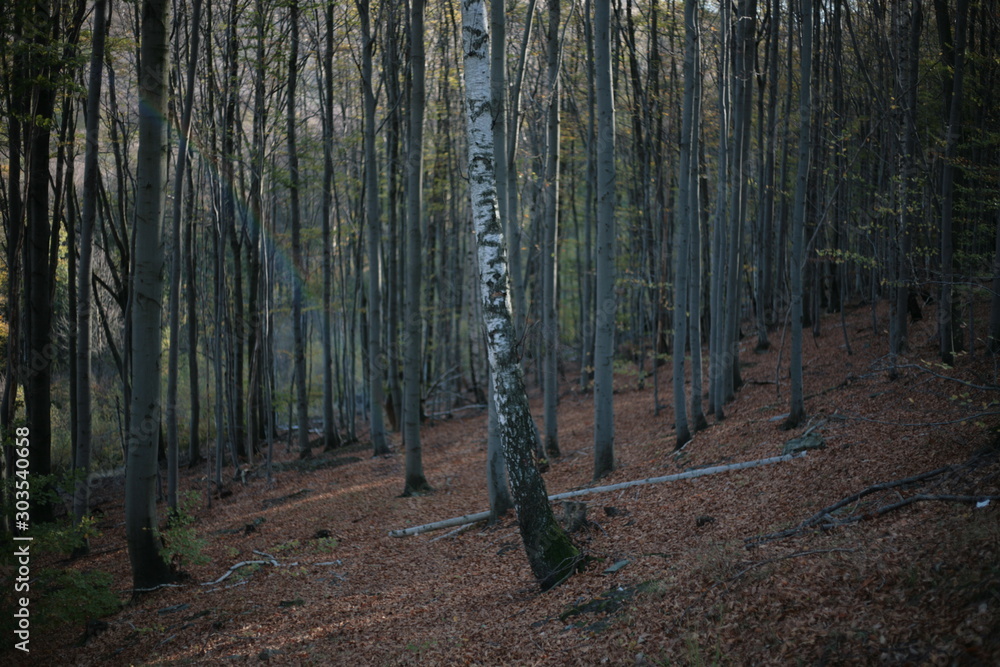 road in the forest