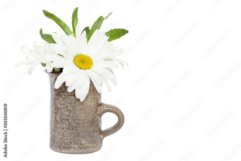 Flowering of daisies. Oxeye daisy (Leucanthemum vulgare) in a ceramic vase isolated on a white background with space for your text.