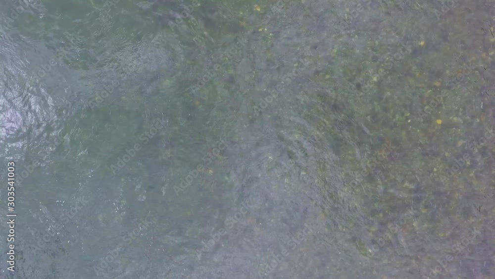 Big salmon caught on spinning. Salmon fishing by means of spinning on the river on the Kamchatka Peninsula. Russia, August2018 Big salmon caught on spinning. Salmon fishing by means of spinning on the river on the Kamchatka Peninsula. Russia, August2018