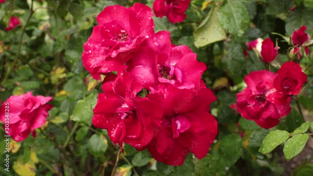 panning shot of red roses, beautiful flowers with drops in a garden panning shot of red roses, beautiful flowers with drops in a garden