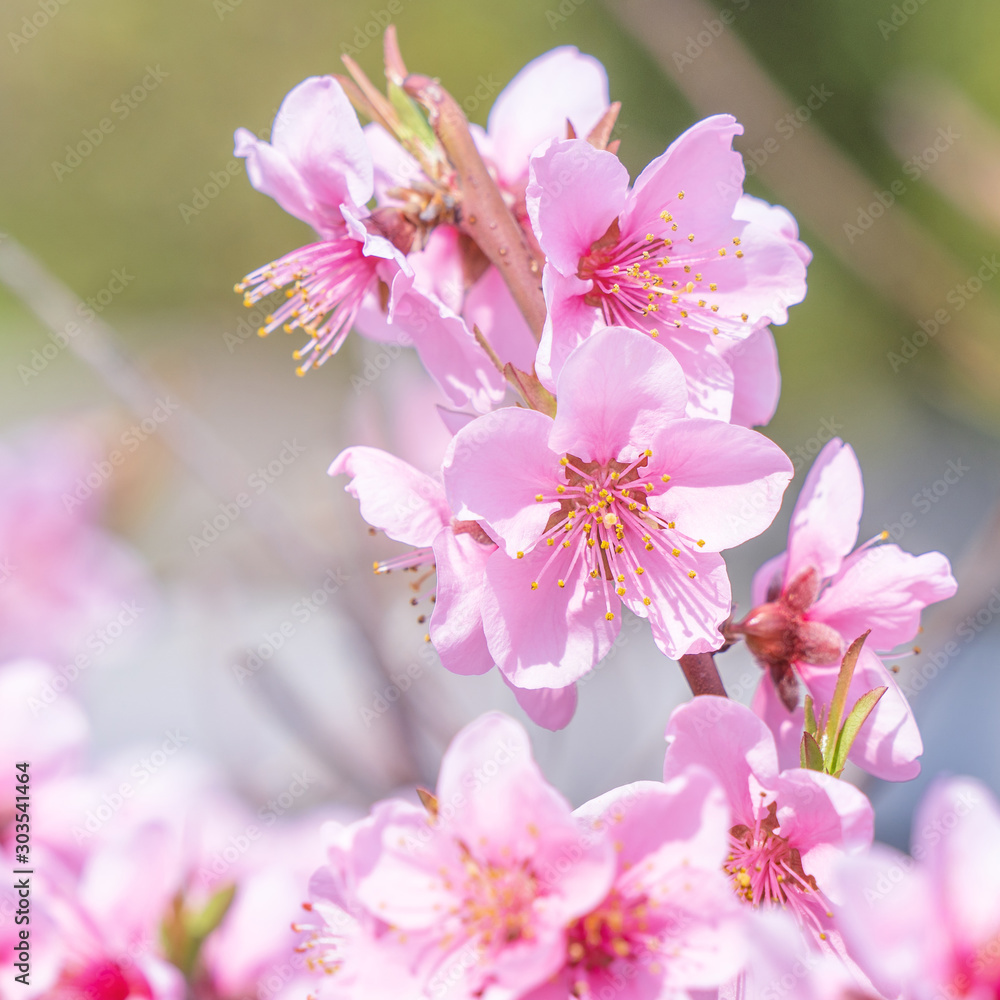 Beautiful and elegant pale light pink peach blossom flower on the tree branch at a public park garden in Spring, Japan. Blurred background. Beautiful and elegant pale light pink peach blossom flower on the tree branch at a public park garden in Spring, Japan. Blurred background.