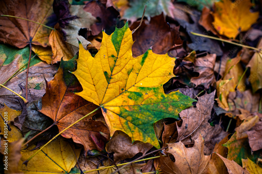 Beautiful autumn leaves in a variety of colors. Fallen leaves on the ground. Beautiful autumn leaves in a variety of colors. Fallen leaves on the ground.