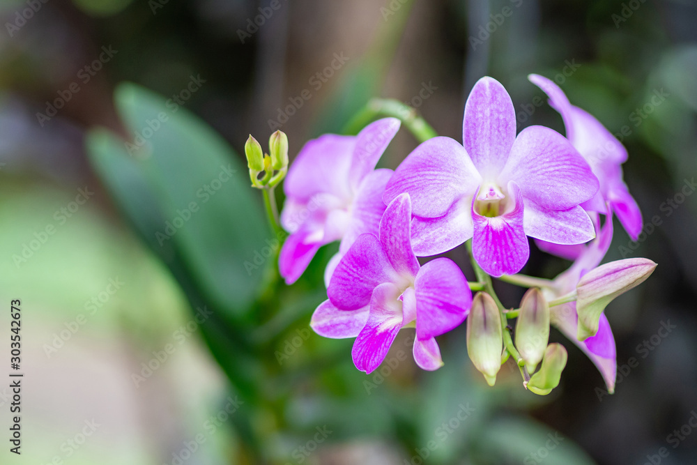 Close-up of beautiful pink orchid are blooming with natural background in the garden Close-up of beautiful pink orchid are blooming with natural background in the garden