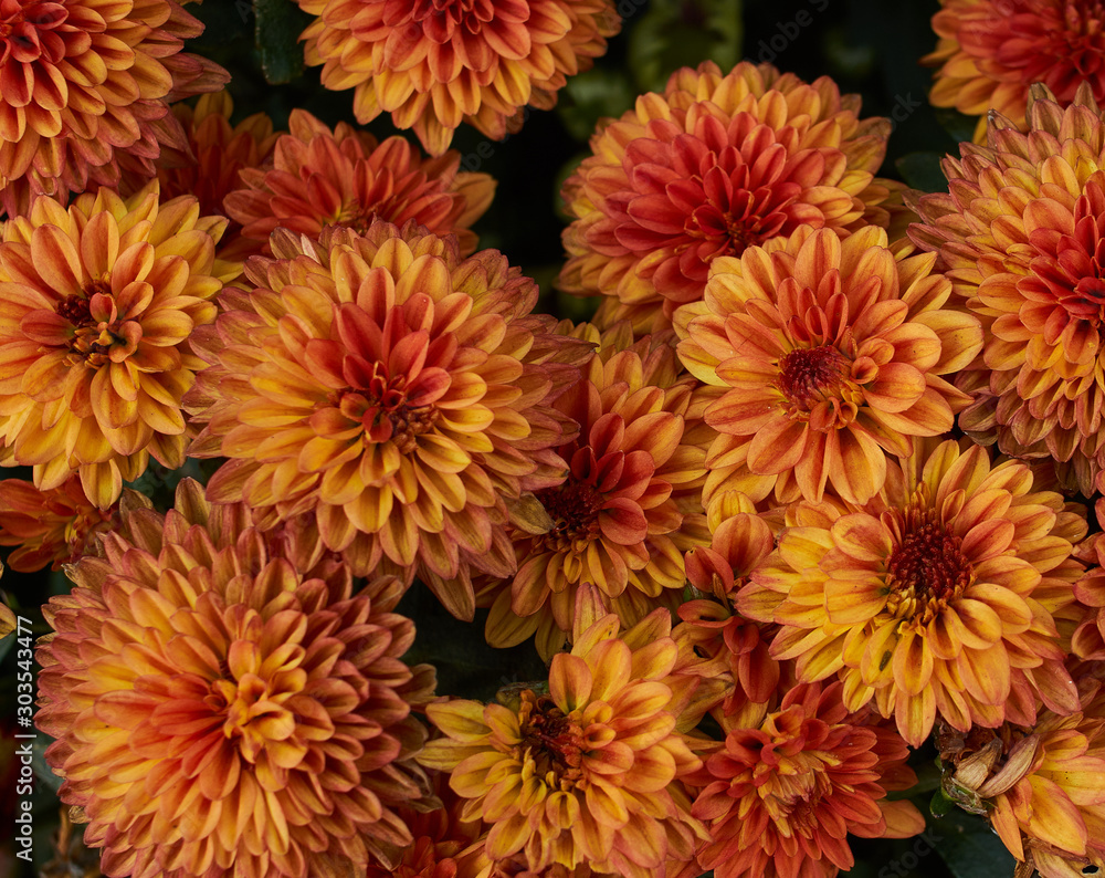 Orang chrysanthemum flower in bloom Orang chrysanthemum flower in bloom