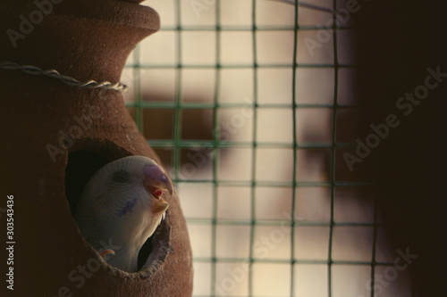 Colorful Budgie Parakeet bird in Cage 