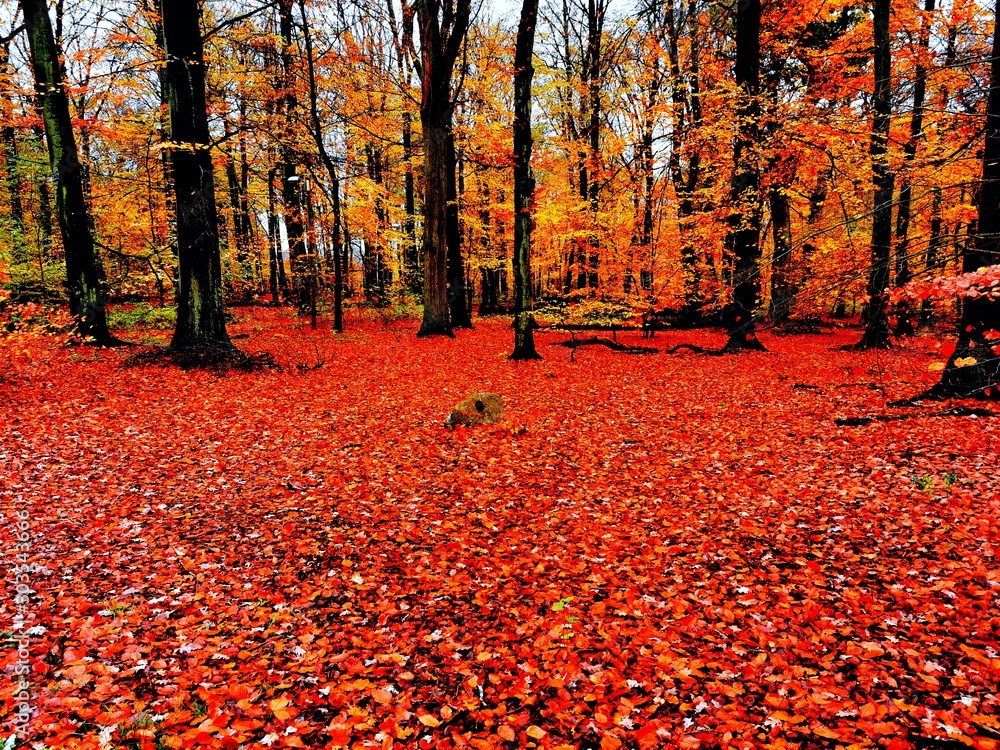 autumn in the park