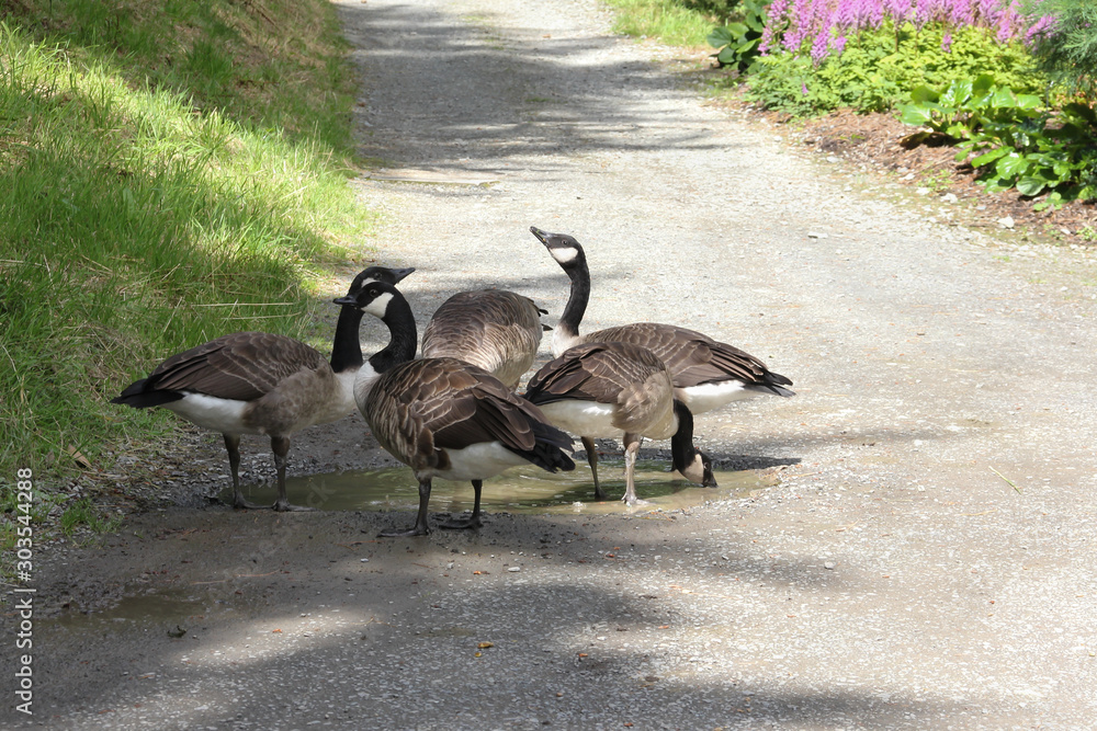 Fototapeta premium Canadian geese gathered round a puddle on a summers day drinking.