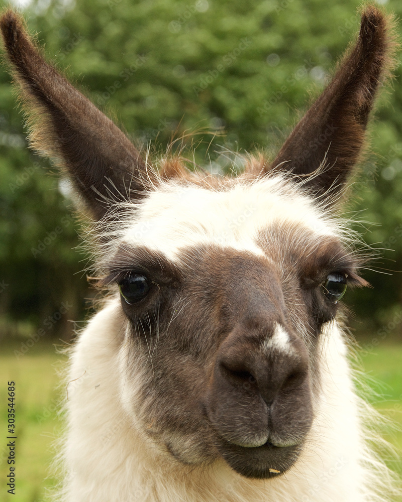Fototapeta premium Llama