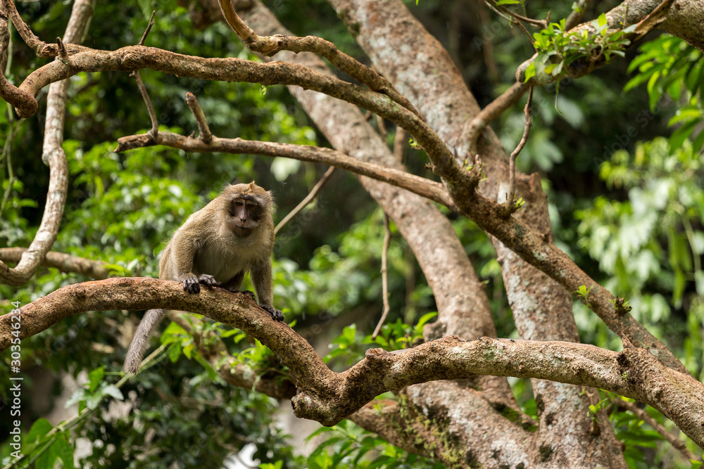Monkeys on tree, jungle thailand Monkeys on tree, jungle thailand