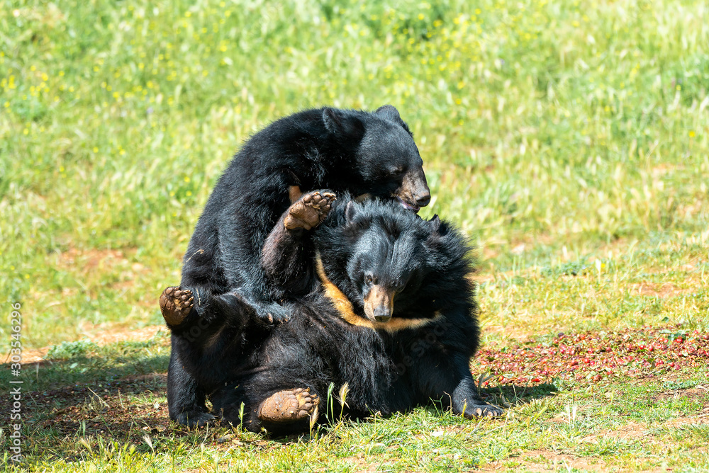 Two Asian black bears playing on the grass Two Asian black bears playing on the grass
