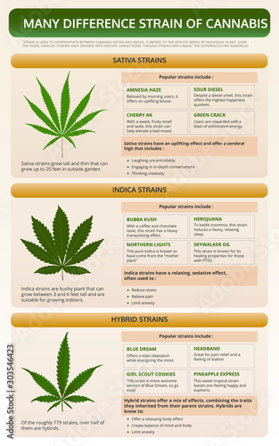 Many Different Strains of Cannabis vertical textbook infographic illustration about cannabis as herbal alternative medicine and chemical therapy, healthcare and medical science vector.
