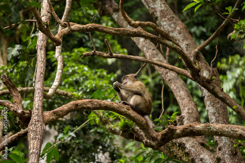 Monkeys on tree  jungle thailand