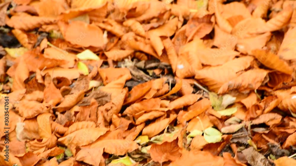 Beautiful autumn yellow leaves. The magic of nature Beautiful autumn yellow leaves. The magic of nature
