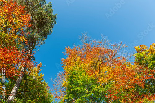 Autumnally colorful treetops with blue sky