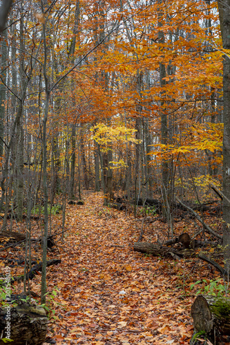 Fall Color Walk