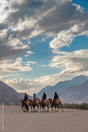 Visitors enjoy camel rides at Nubra Valley Safari sandune in Leh Ladakh  India 