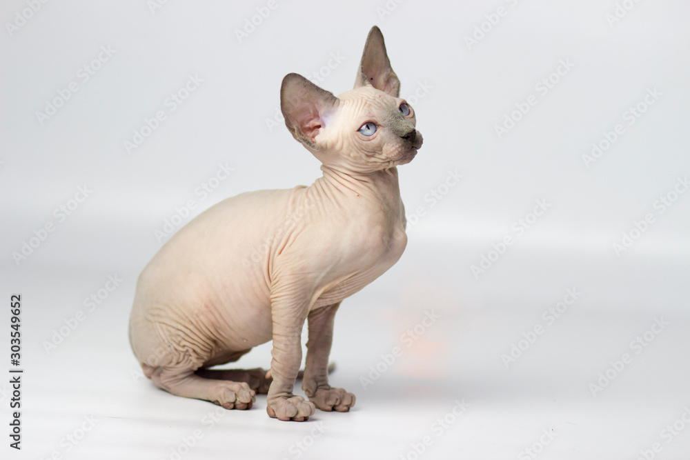 Ταπετσαρία Canadian sphynx yang cat on light pink and white background