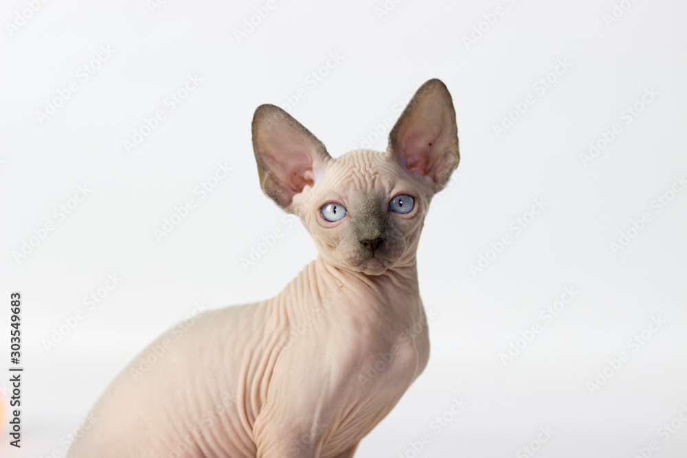 Canadian sphynx yang cat on light pink and white background