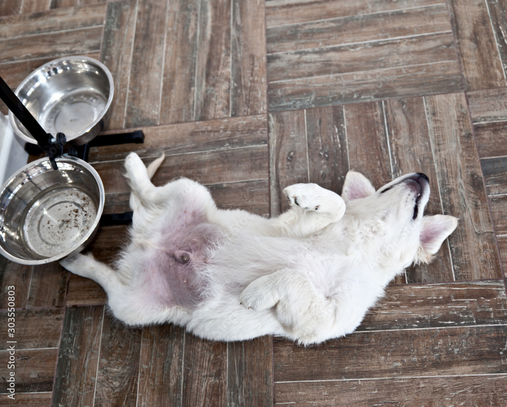 Φωτογραφία Satiety puppy dog ​​breed Labrador Retriever lies near an empty bowl belly up