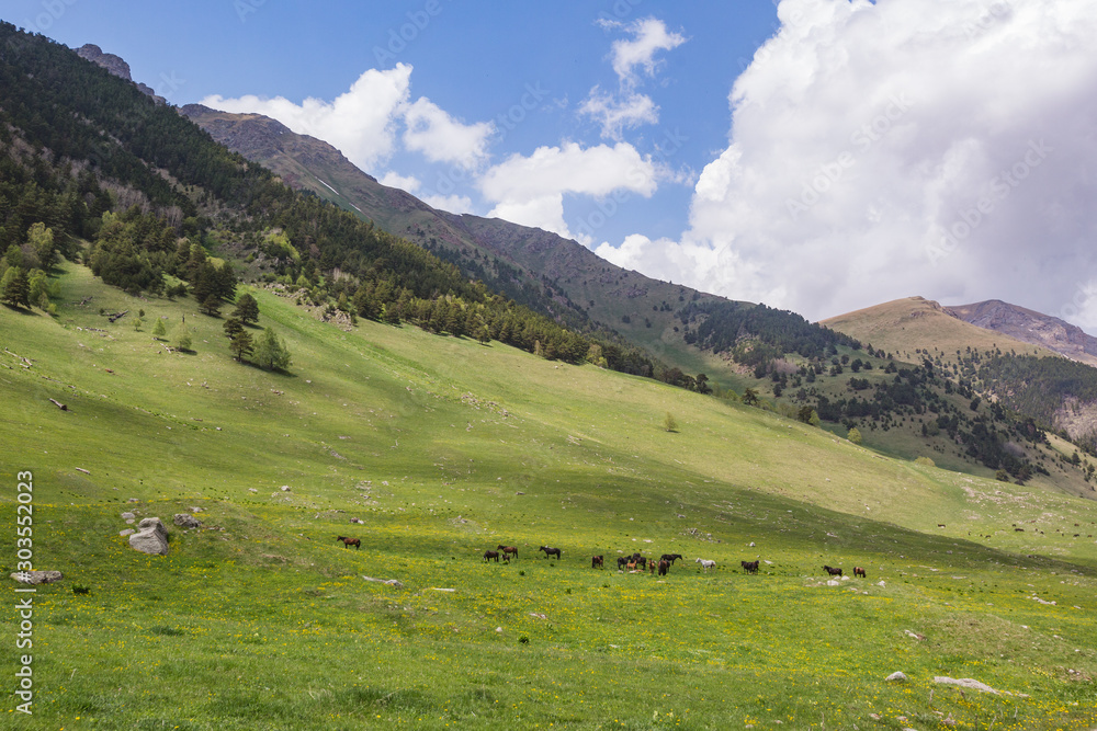 Horses herd in Caucasus Mountains landscape.