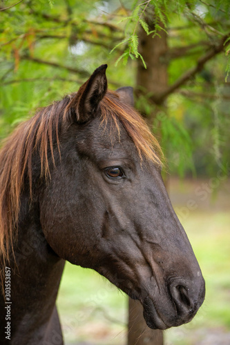 portrait of a horse © Arno